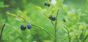 Boston’s Urban Green Spaces: A Movement for Health, Equity, and Sustainability