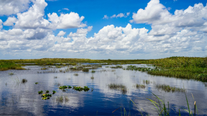 Florida’s Freshwater Ecosystems, Part 1: The Environmental Impacts of A Rising Climate