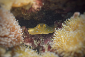 The Secret Lives of Rays and Skates
