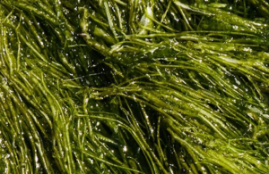 The Potential of Algae Biofuels