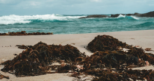 How Stranded Sargassum Affects Human Health and Beach Ecosystems