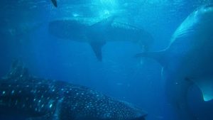 Unveiling Marine Gigantism: How Nature and Climate Shapes Ocean Giants