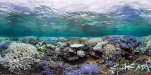 Ocean Acidification: The Call to Protect Our Blue Planet