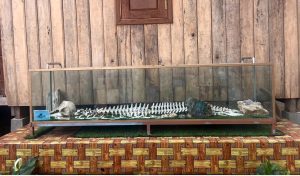 Diving Into Endangered Species: The Irrawaddy Dolphin