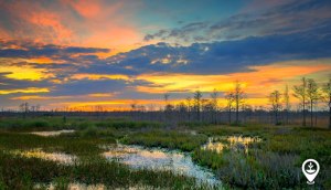 How Wetlands Keep Our Climate in Check