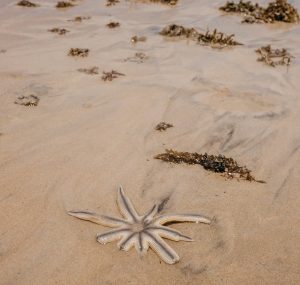 Operation Death Star: The Journey to Bring Back a Killer Sea Star