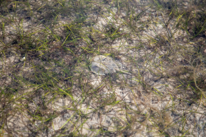 Revolutionary Step in Endotoxin Detection: One Step Towards Saving the Crabs