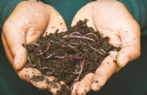 Composting to Reduce Food Waste: Sustainable Path Forward