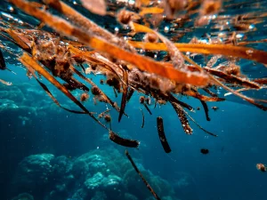 Will Seaweed Save Us All?