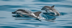 Human Impacts on Dolphins