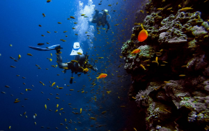 How to SCUBA Sustainably