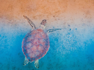Stranded Sea Turtles Rehabilitated and Released in Cape Cod: How to Help Them and Why it Matters