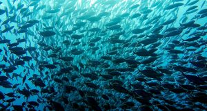 Profit vs. Protection: Opening Marine Protected Areas to Industrial Fishing