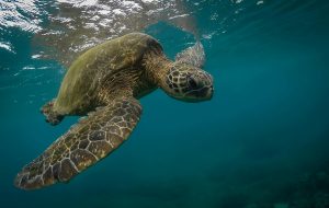 Climate Change Impacts on Green Sea Turtles