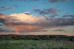 Encroaching Woodlands: A Threat to the Prairie Biome