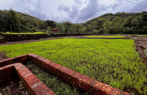 Embracing Tradition and Innovation: My International Internship in Phungus, Ratnagiri