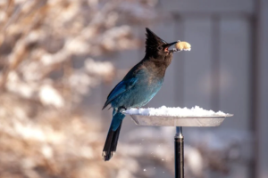 Winter Wonders: Finding Connections with Nature in the Winter