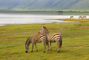 The Role of Indigenous Communities in Global Conservation Efforts