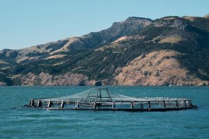 How the Seafood Industry Can Become More Sustainable
