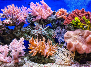 The Heartbeat of the Ocean: Why Marine Biodiversity Matters