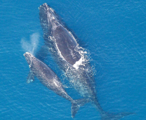 How and Why to Make Things “Right” for the North Atlantic Right Whale