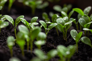 The Role of Carbon in the Soils of Massachusetts