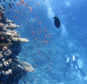 Hidden Sources of Microplastics