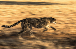 Biomimicry in Society: Nature Used Throughout Life