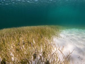 How Seagrass Meadows Help Fight Climate Change