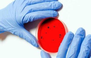 Coliphage and Determining a Standard for Virus Removal and Identification from Wastewater