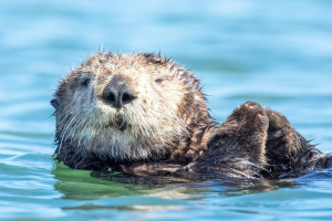 More Than Just Cute: The Significance of Sea Otters in Marine Ecosystems