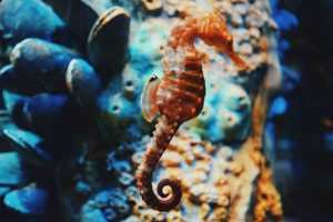 Beyond survival: How marine life is adapting to a warming world.