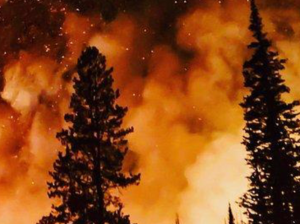 How Wildfires Impact the Environment: A Double-Edged Sword