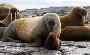 Sustainable Fisheries and the Walrus Food Chain