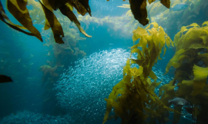 Underwater Sequoias: The Decline of California’s Kelp Ecosystems