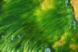 Groundbreaking Study Confirms Algae Can Capture Carbon 50x Faster Than Trees, Offering a Powerful Climate Solution