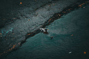 Oil Spills Under Control? The Science and Promise of Advanced Cleanup Technologies