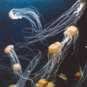 The Relation of Climate Change and
