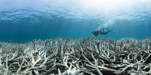 Coral Bleaching: a Catastrophic Marine Event