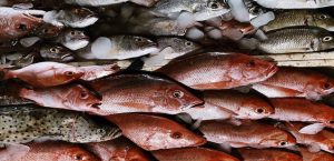 Texas Beachgoers Encounter Thousands of Dead Fishes Along the Shoreline Instead of Sunset Views