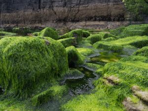 Redefining Arboriculture: Unveiling the Potential of Liquid Trees