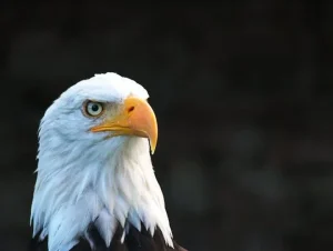 The Enactment of the Endangered Species Act