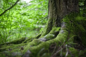Nature Restoration is Not the Answer to Climate Change