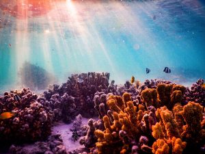 Parts of the Great Barrier Reef show the highest coral cover in 36 years