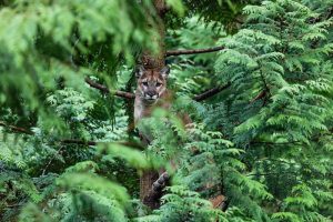 Fossil Fuels Ruin Wildlife