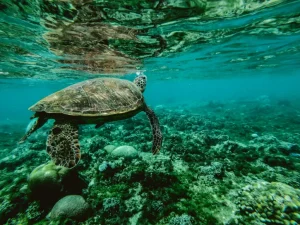 The Decline of the Great Barrier Reef and Plans for Its Restoration