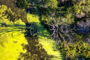 Eutrophication and You
