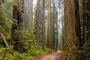 Protecting Old Growth Forests