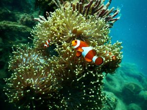 The Great Barrier Reef’s Decline and Plans for Its Restoration