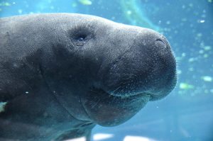 Education and Action in Conserving Marine Wildlife